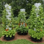 Growing Vegetables in a Vertical Garden: Best Practices & Mistakes to Avoid